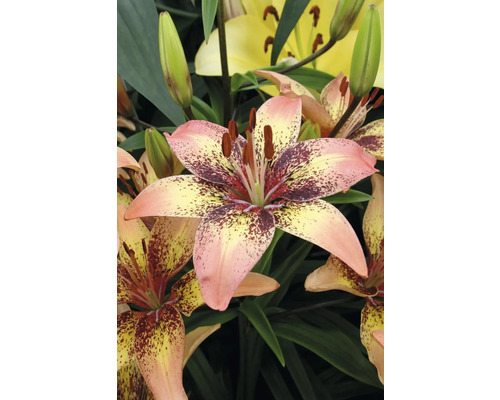 Nahaufnahme einer gefleckten Lilienblüte