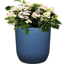 Hortensie in einem blauen Pflanzgefäß