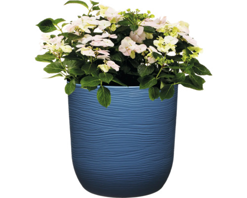 Hortensie in einem blauen Pflanzgefäß
