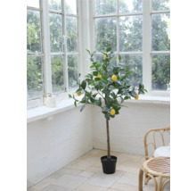 Dekorativer Zitronenbaum im Topf vor einem Fenster