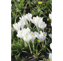 Gruppe von weißen Krokussen im Gartenbeet