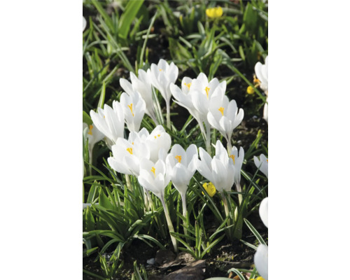 Gruppe von weißen Krokussen im Gartenbeet