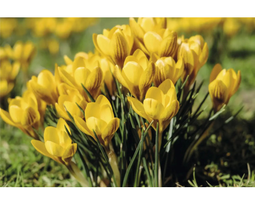 Gelbe Krokusse im Gartenbeet