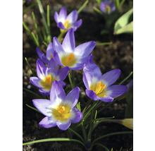 Gros plan de crocus violets dans une plate-bande.