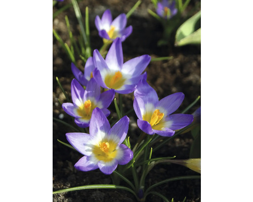 Gros plan de crocus violets dans une plate-bande.