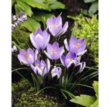 Crocus dans un parterre de jardin