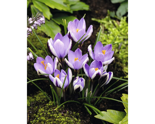 Crocus dans un parterre de jardin