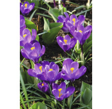 Nahaufnahme von Krokusblüten im Gartenbeet