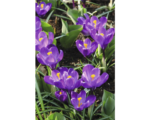 Nahaufnahme von Krokusblüten im Gartenbeet