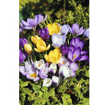 Gros plan de crocus de différentes couleurs dans le jardin.