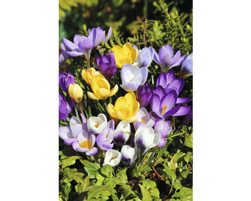Gros plan de crocus de différentes couleurs dans le jardin.