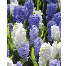 Gros plan sur des jacinthes avec des fleurs