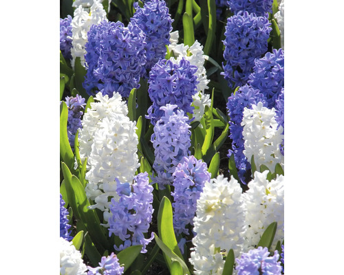 Gros plan sur des jacinthes avec des fleurs
