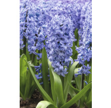 Gros plan sur des jacinthes fleuries dans le jardin.