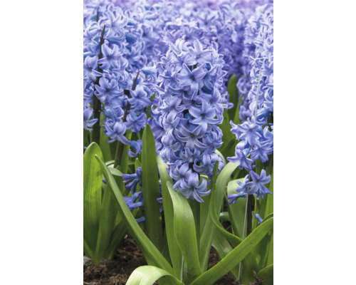 Gros plan sur des jacinthes fleuries dans le jardin.