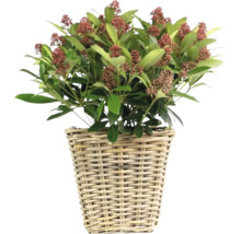 Skimmie in einem geflochtenen Korb