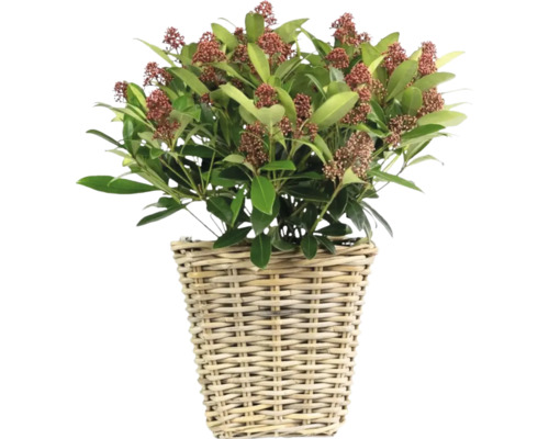 Skimmie in einem geflochtenen Korb