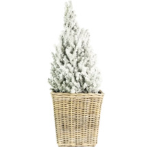 Dekorativer, schneebedeckter Baum in geflochtenem Korb für den Innenbereich