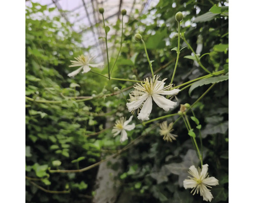 Nahaufnahme von Clematis-Blüten mit grünen Blättern