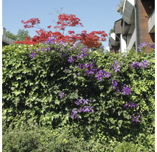 Eingewachsene Gartenhecke mit blühenden Clematis und rotem Ahorn