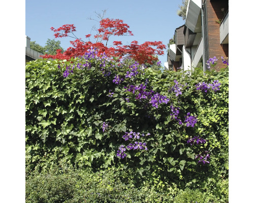 Eingewachsene Gartenhecke mit blühenden Clematis und rotem Ahorn