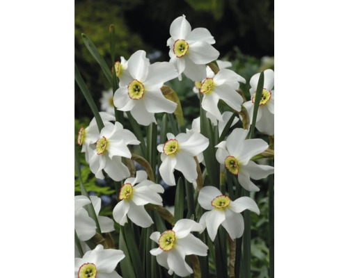 Fleurs de narcisses blanches dans le jardin