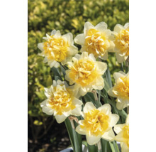 Gros plan de fleurs de jonquille doubles dans le jardin