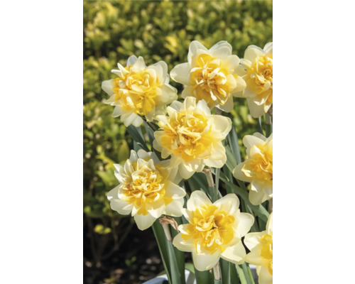 Gros plan de fleurs de jonquille doubles dans le jardin