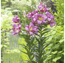 Lilienpflanze mit Blüten im Garten