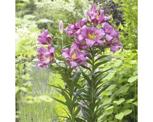 Lilienpflanze mit Blüten im Garten