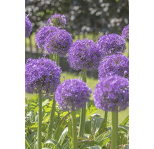 Nahaufnahme von Zierlauchblüten im Garten.