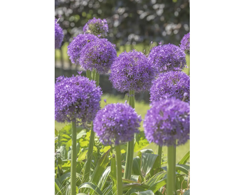 Nahaufnahme von Zierlauchblüten im Garten.