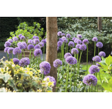 Garten mit Zierlauch und Baumstamm