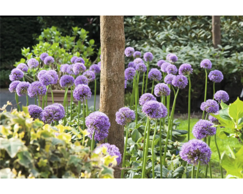Garten mit Zierlauch und Baumstamm