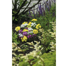 Blumenbeet mit Frühlingsstern in Gelb, Weiß und Lila