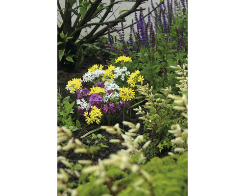 Blumenbeet mit Frühlingsstern in Gelb, Weiß und Lila