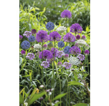 Blühende Zierlauchpflanzen im Garten.