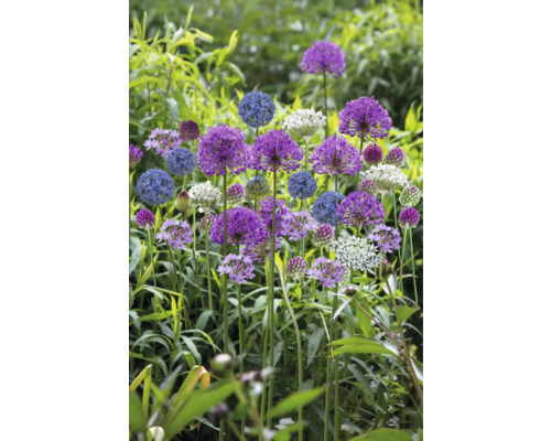 Blühende Zierlauchpflanzen im Garten.