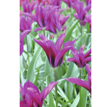 Nahaufnahme von lilafarbenen Tulpen im Gartenbeet