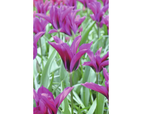 Nahaufnahme von lilafarbenen Tulpen im Gartenbeet