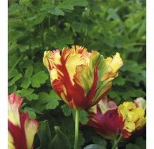 Tulipe jaune et rouge dans un parterre de jardin