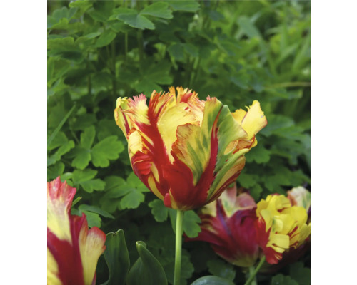 Tulipe jaune et rouge dans un parterre de jardin