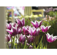 Gros plan de tulipes à fleurs blanches et violettes dans le jardin.