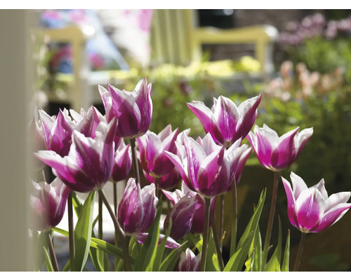 Gros plan de tulipes à fleurs blanches et violettes dans le jardin.