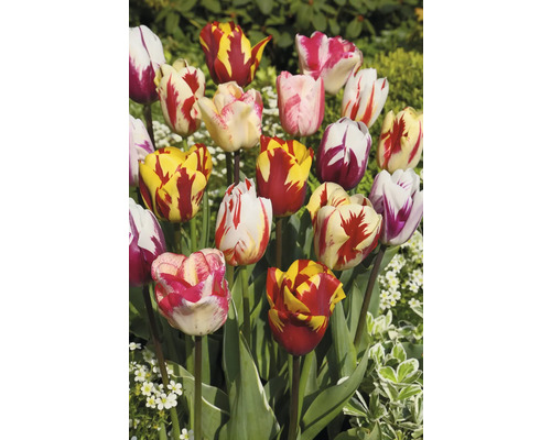 Tulipes avec différentes couleurs et motifs de fleurs