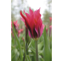 Nahaufnahme einer rosafarbenen Tulpe