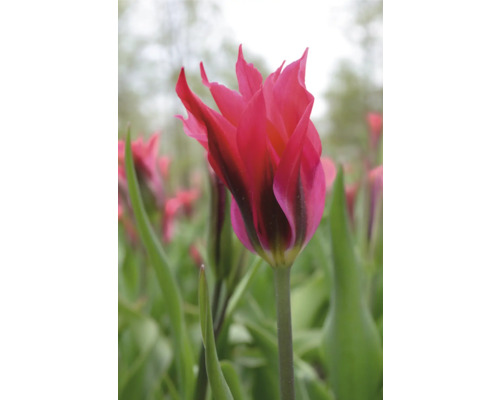 Nahaufnahme einer rosafarbenen Tulpe