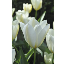 Gros plan de fleurs de tulipes blanches avec des tiges vertes