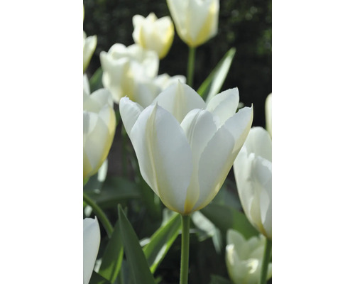 Gros plan de fleurs de tulipes blanches avec des tiges vertes