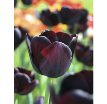 Gros plan d'une seule tulipe foncée dans un parterre de jardin.